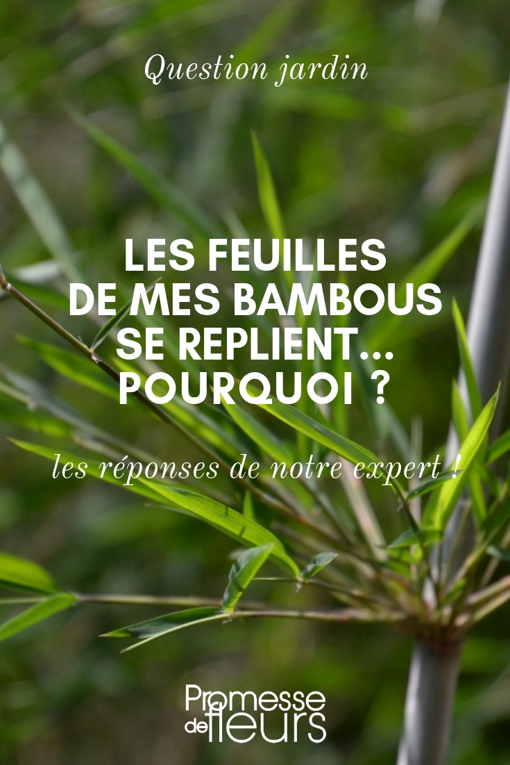 problème bambou feuilles qui se replient