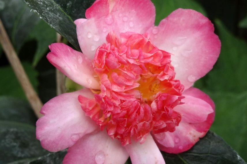 camelia choji guruma