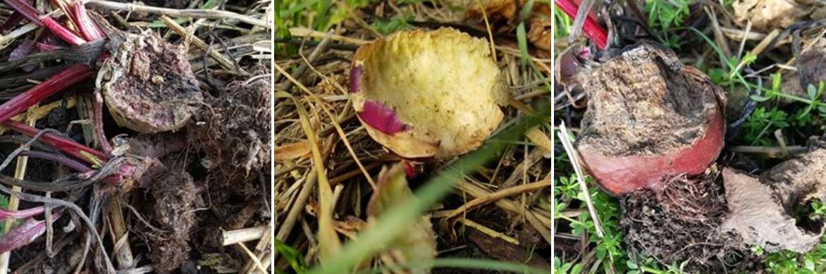 légumes rongés par les mulots