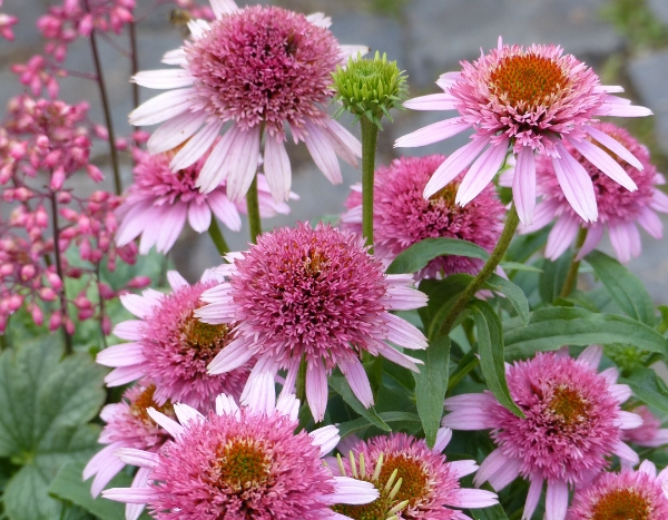 Plantes vivaces, nos nouveautés 2019