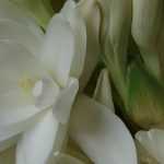 Les Tubéreuses : plantation, culture, entretien