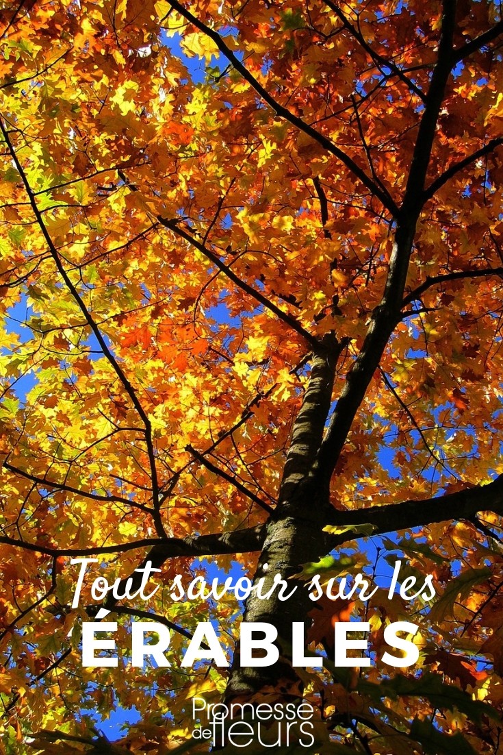 acer tout savoir