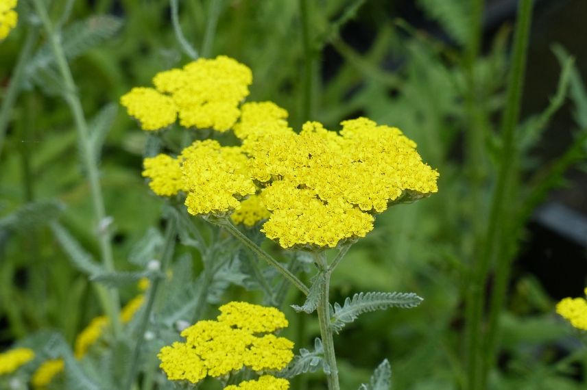 fleurs jaunes d'achillees