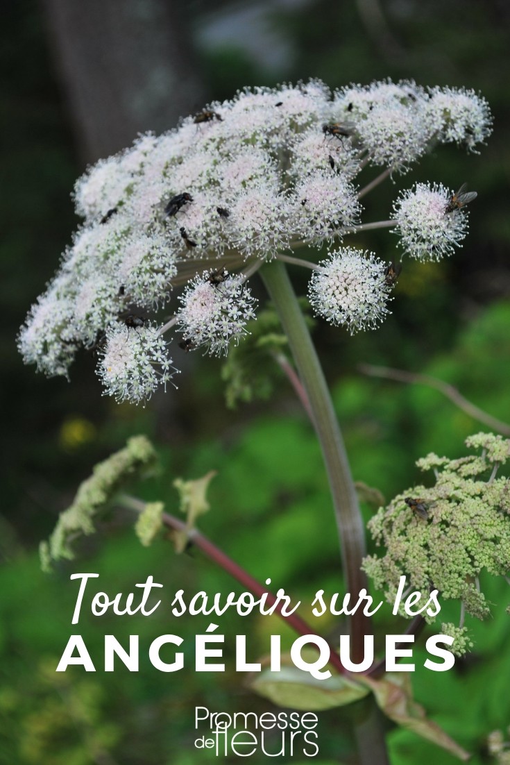 angelica tout savoir