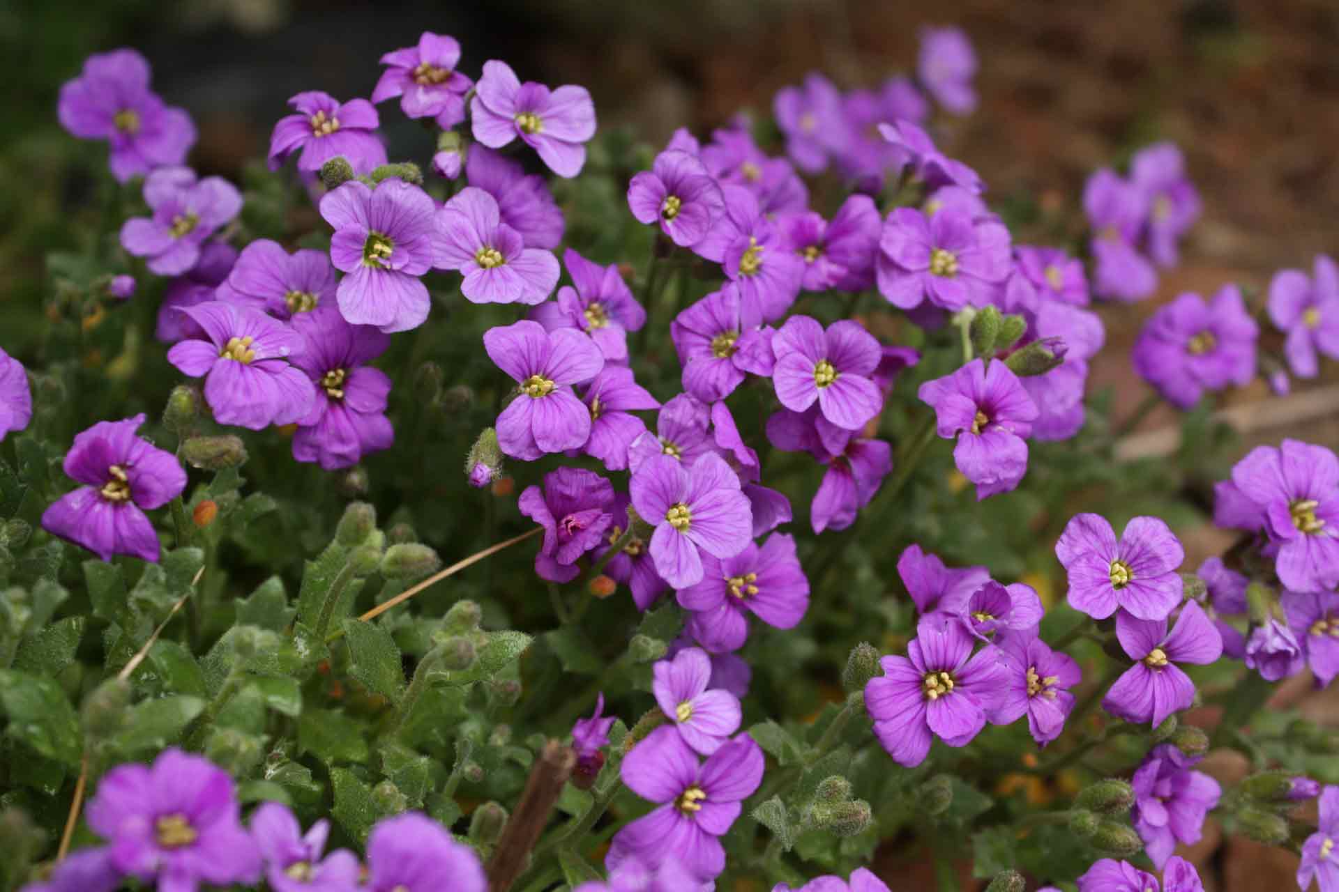 Aubriète, Aubrieta : semer, planter, cultiver