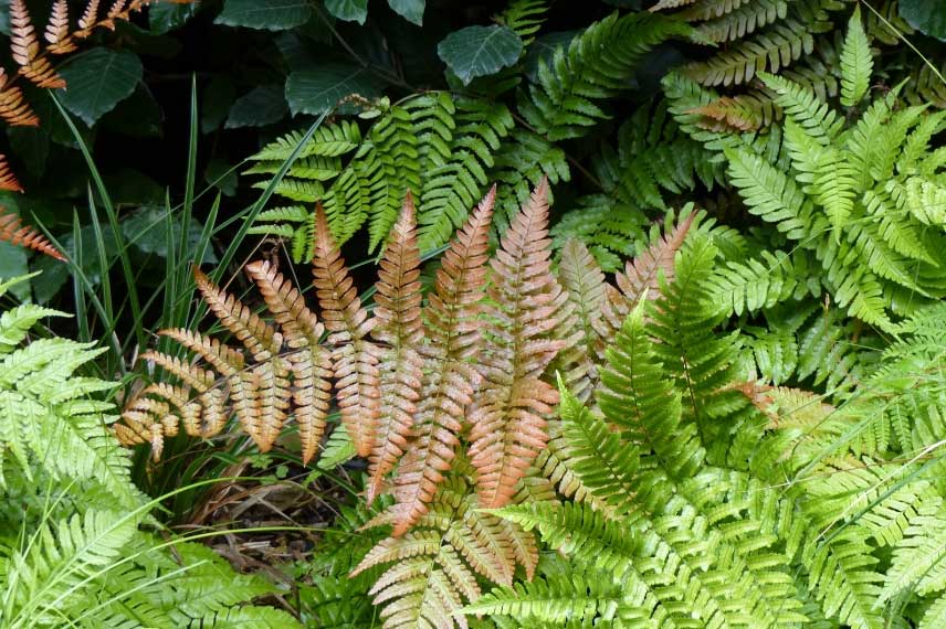 Dryopteris erythrosora - Fougère rose cuivré