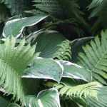 Composer un massif d'ombre : quelles plantes d’ombre choisir pour son jardin ?