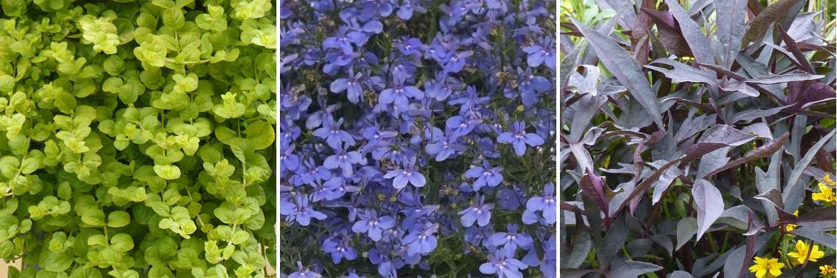 association avec les lysimaques