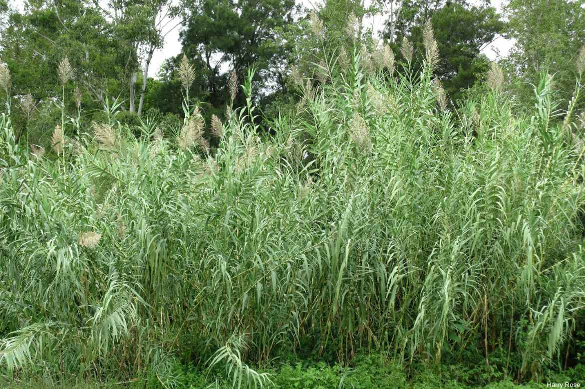 arundo donax