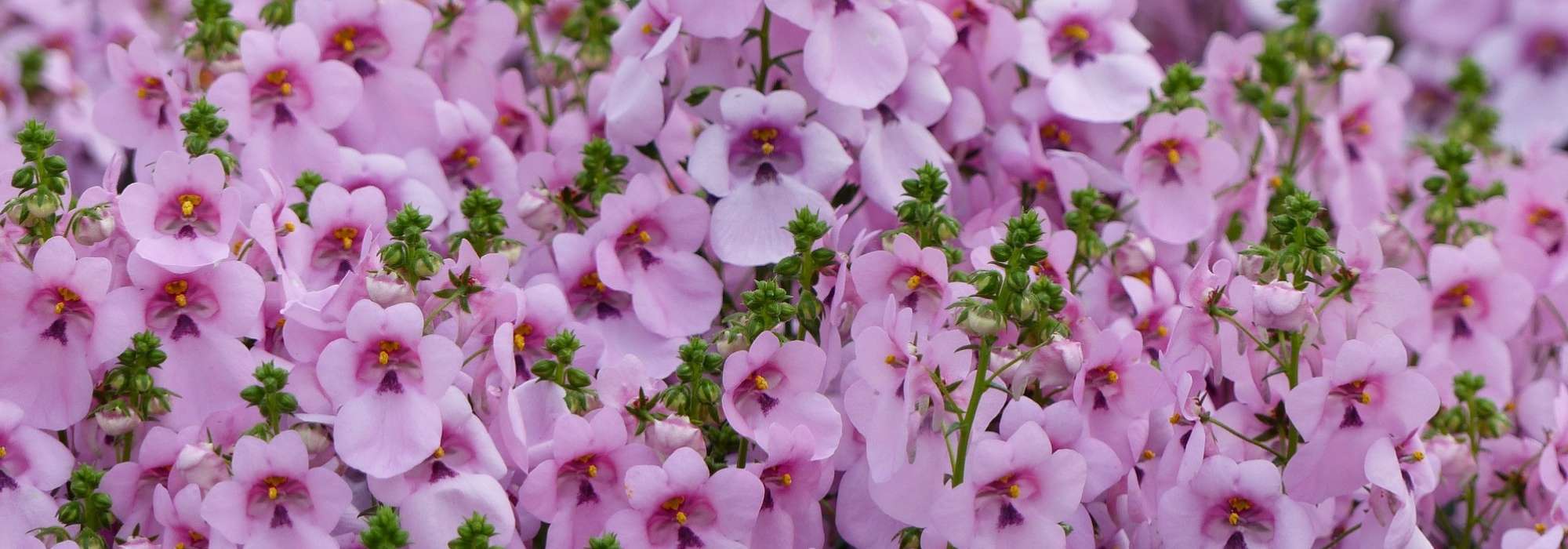Diascia : semer, planter, cultiver