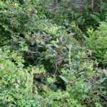 Comment aménager un jardin en pente ?