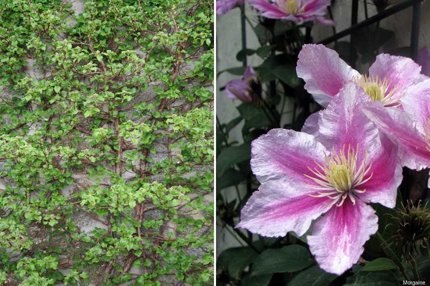 transformer une cour en jardin