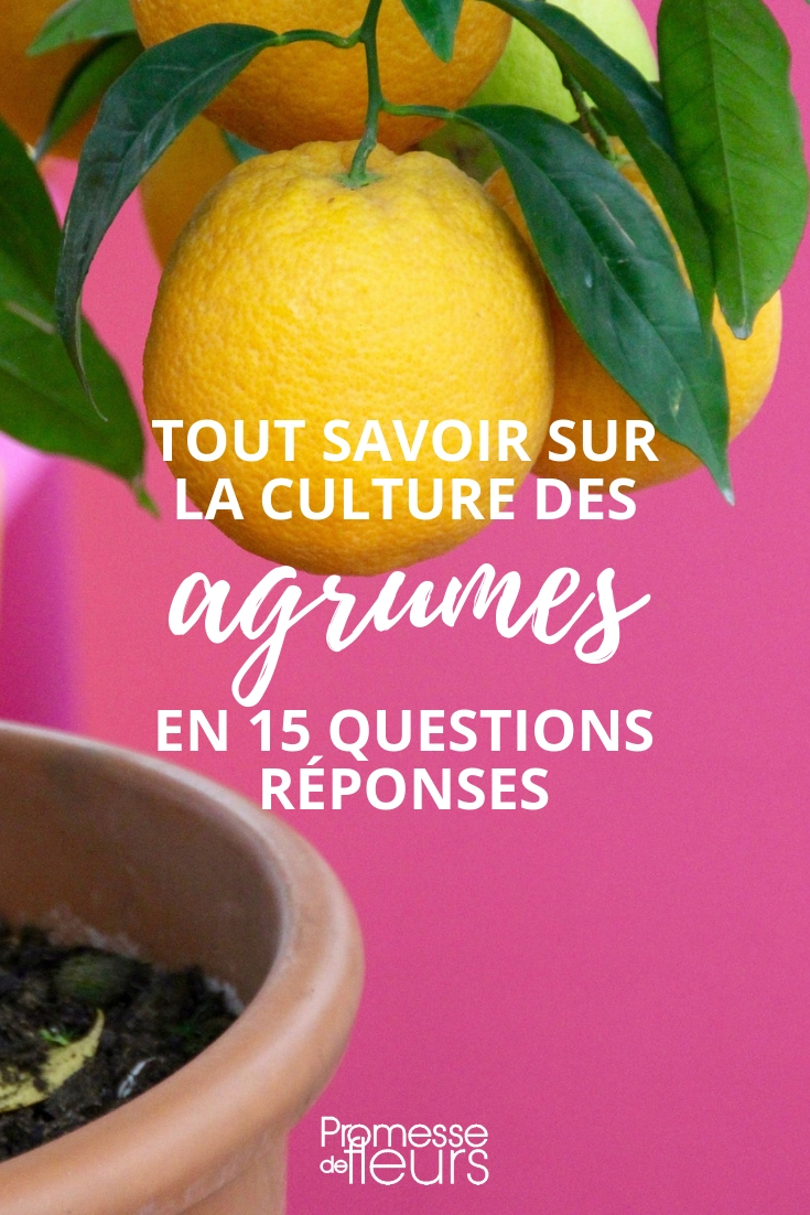 citronnier, oranger, agrumes - question réponse