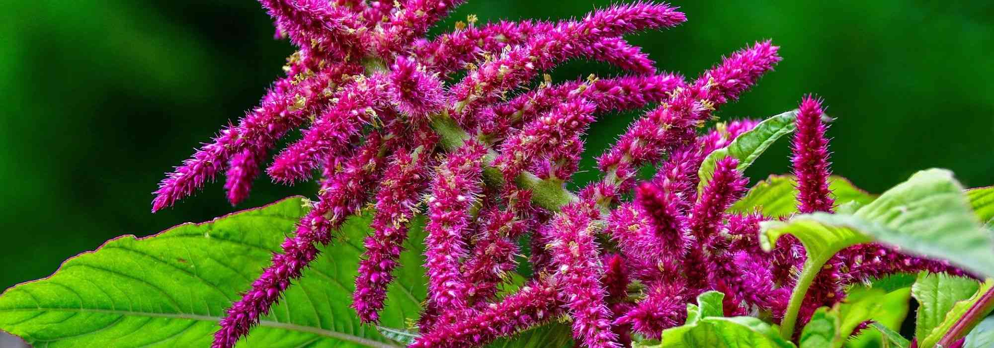 Amarante, Amaranthus : semis, plantation, entretien