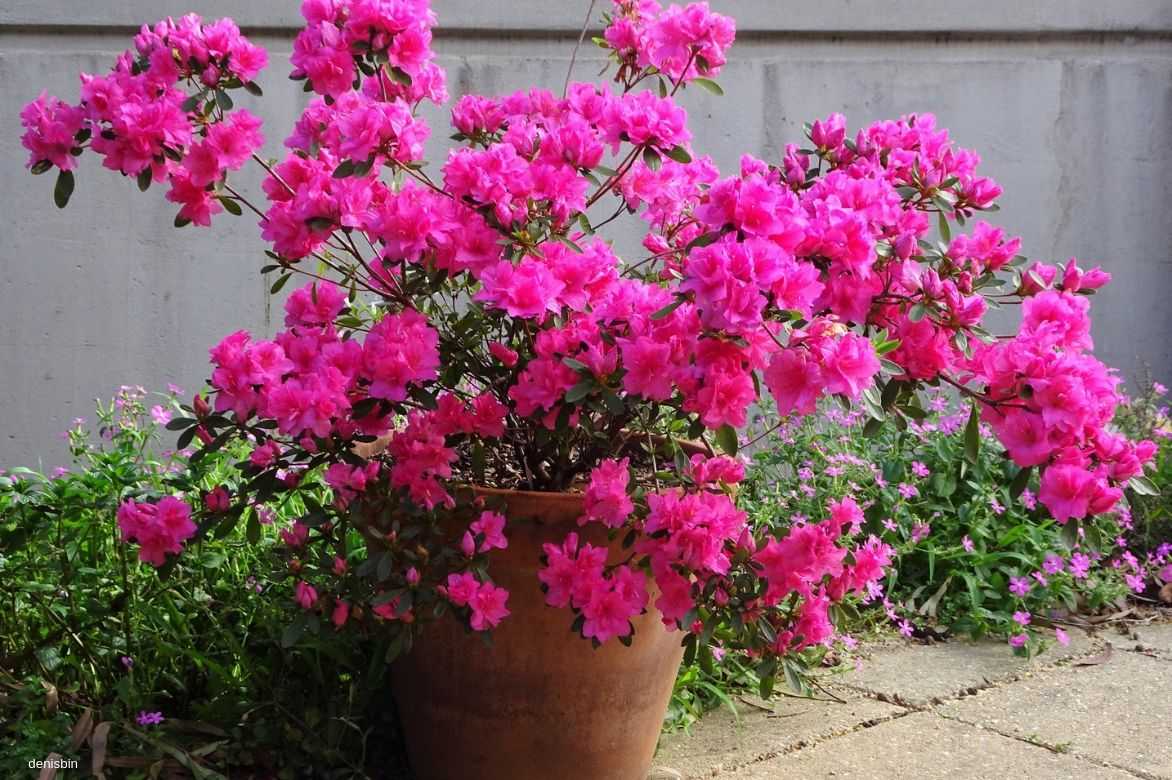 azalea, rhododendron