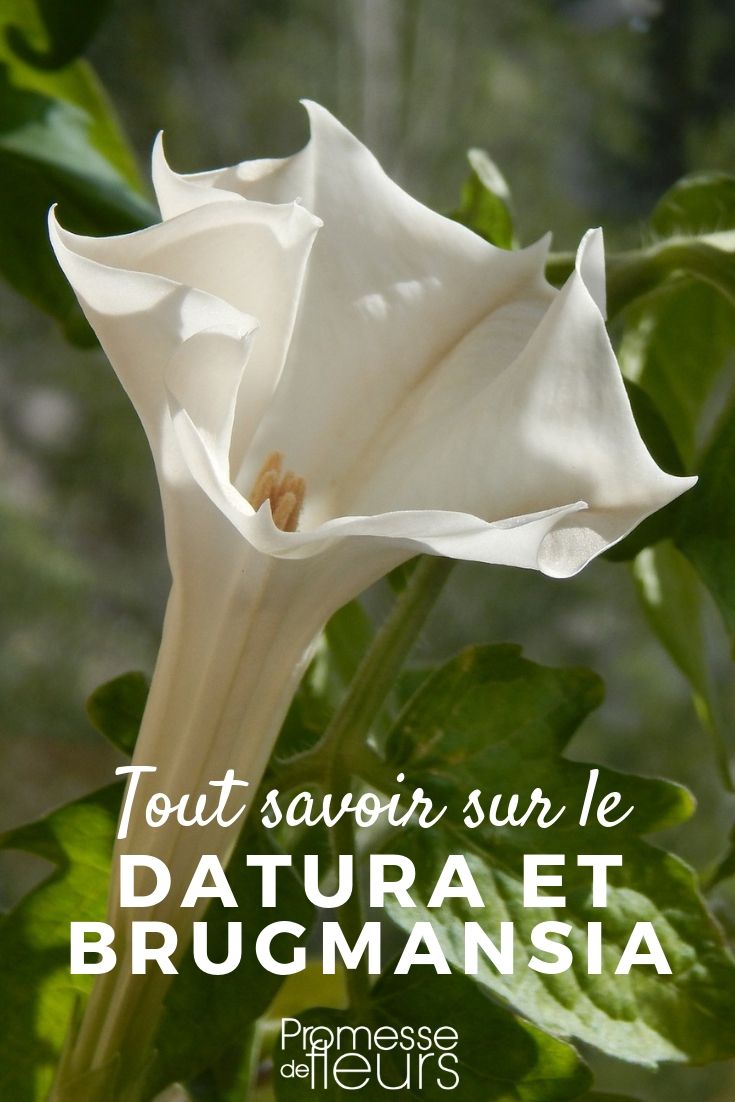 datura et brugmansia