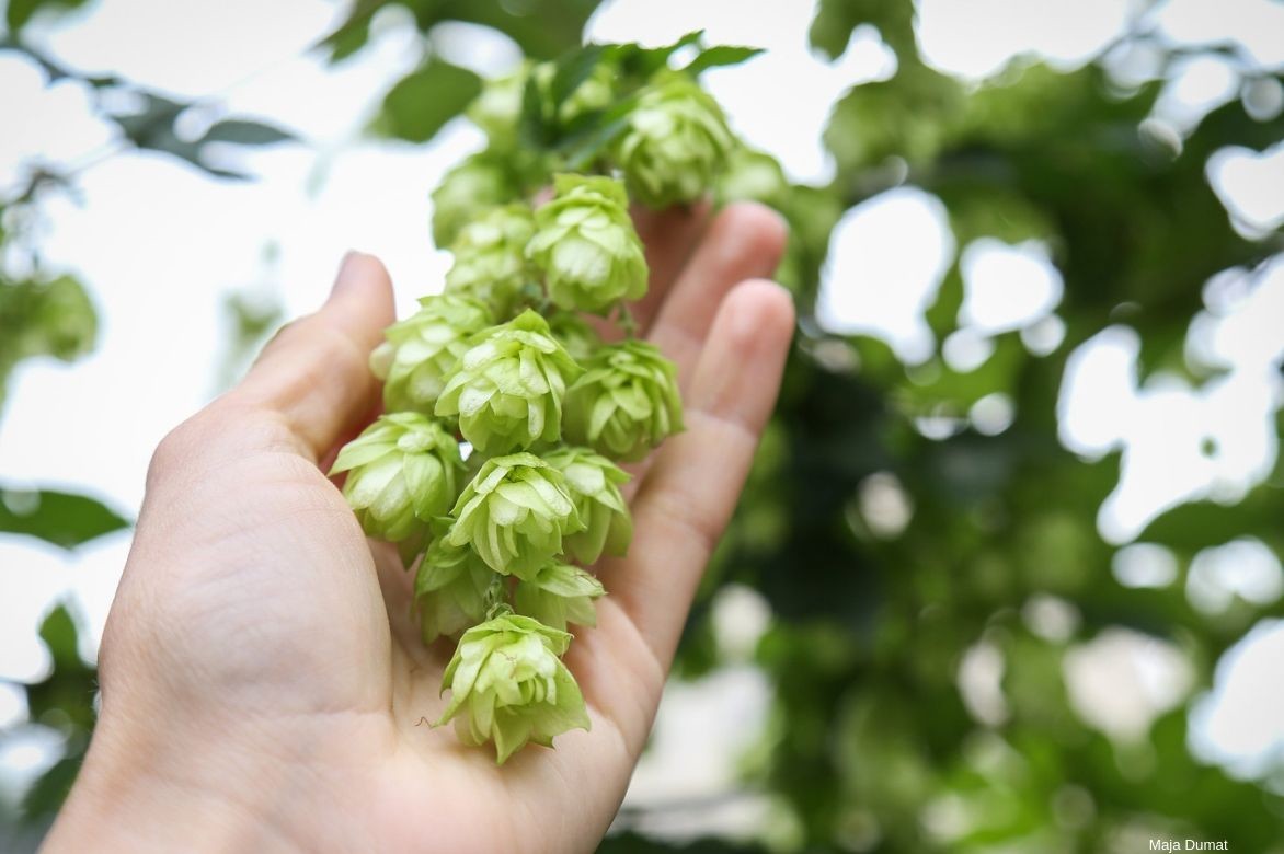 humulus lupulus