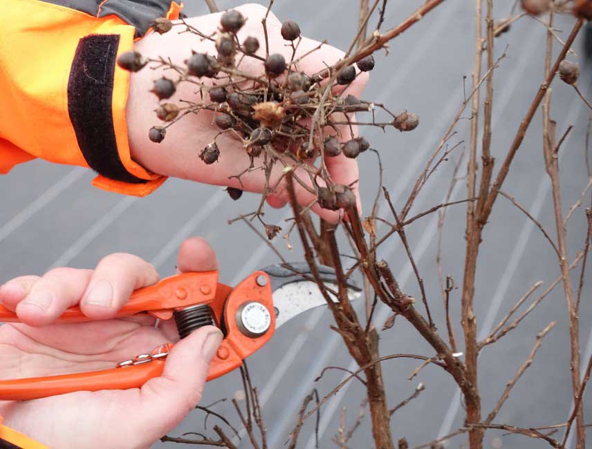 Comment tailler un Lagerstroemia ou Lilas des Indes