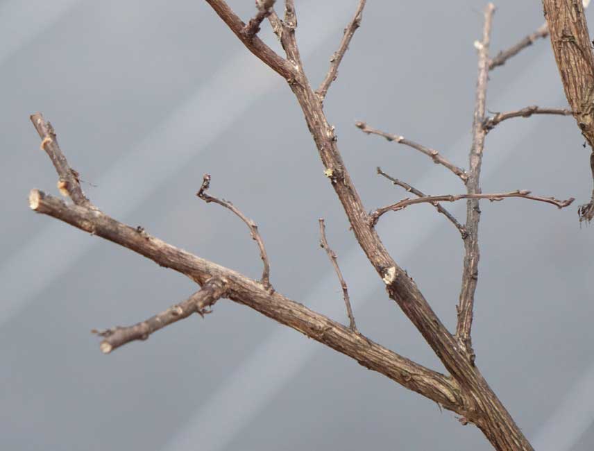 Comment tailler un Lagerstroemia ou Lilas des Indes