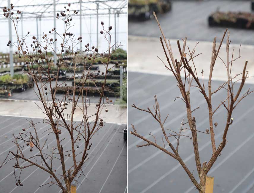 Comment tailler un Lagerstroemia ou Lilas des Indes