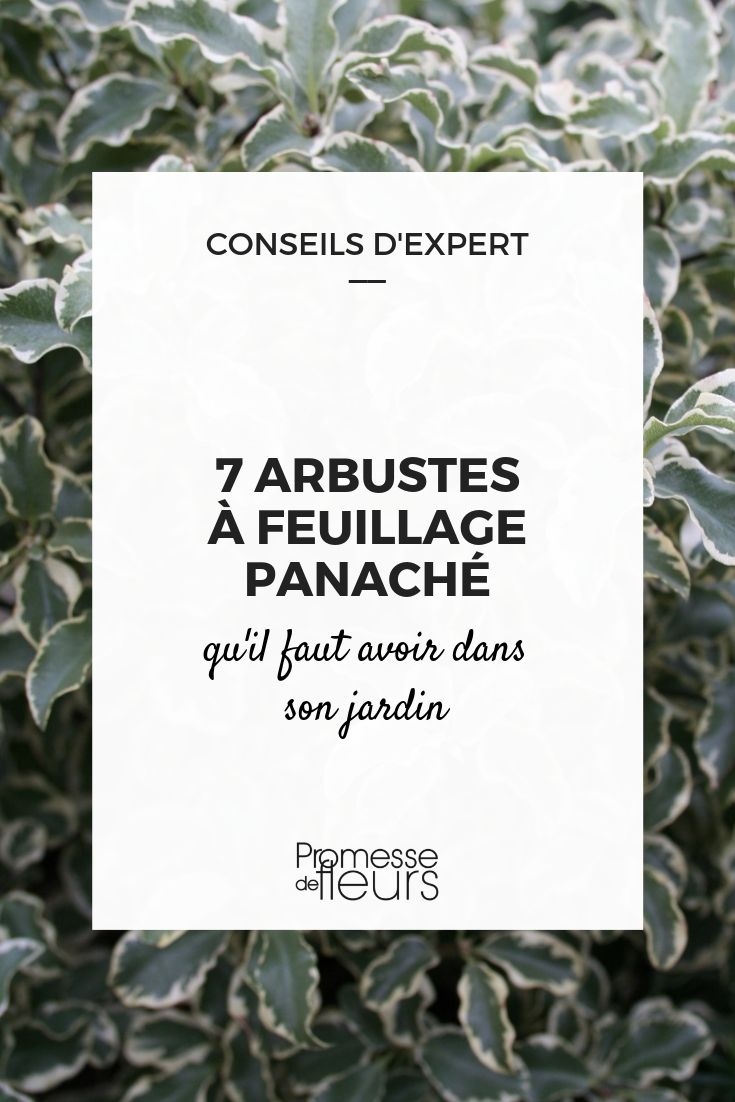 arbustes panachés