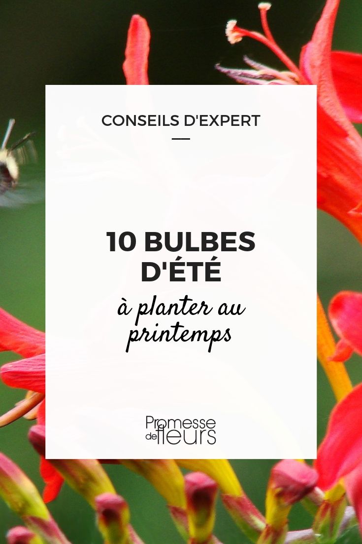 bulbes à floraison estivale