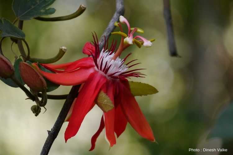 passiflore à feuilles de vigne