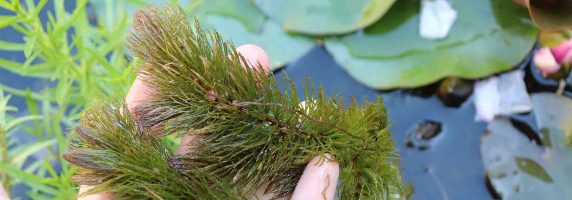 8 plantes aquatiques oxygénantes pour bassin ou mare
