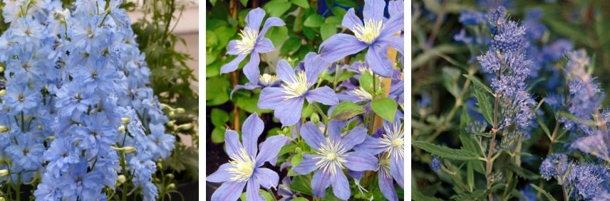 Associations avec agapanthus