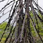 Pseudopanax : plantation, culture et entretien