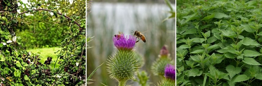 concevoir un jardin naturel