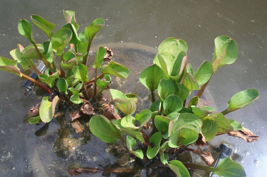 végétaliser un bassin