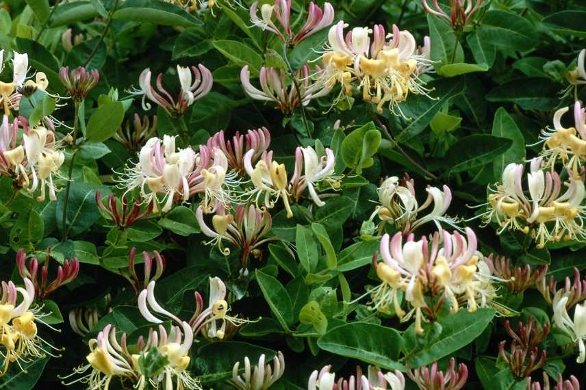 chèvrefeuille grimpant pour l'ombre