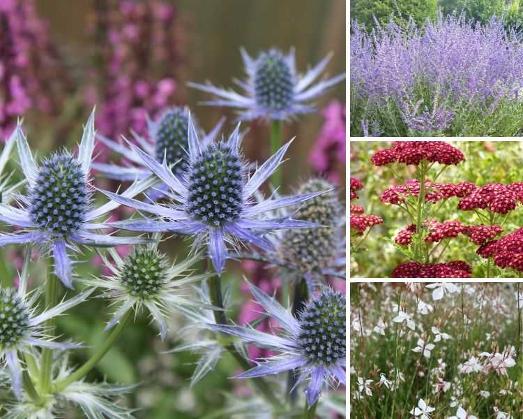 Eryngium, association