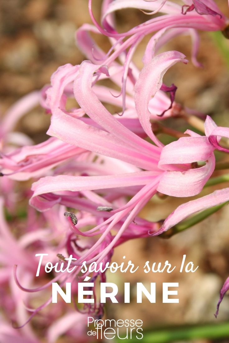 nerine