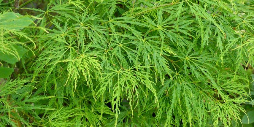 Le feuillage vert et très découpé de l'Acer palmatum 'Dissectum'