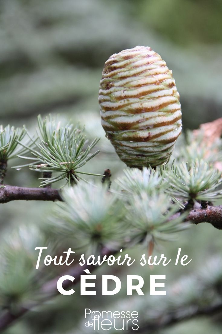 cedrus tout savoir