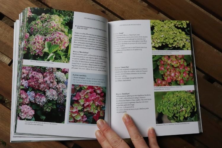 livre hortensias et hydrangeas