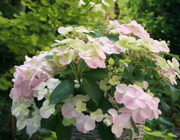 L'hortensia 'French Boléro', une nouveauté inédite, déjà médaille d'or !
