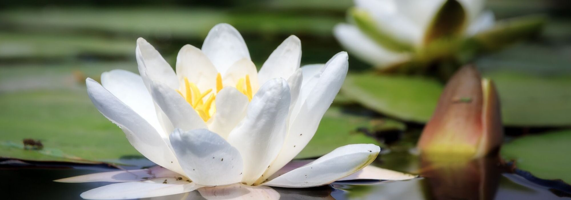 Nymphea, nénuphar : planter et entretenir