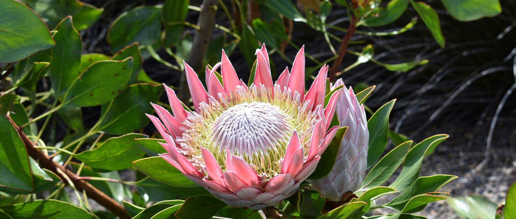 Proteas : planter, cultiver et entretenir