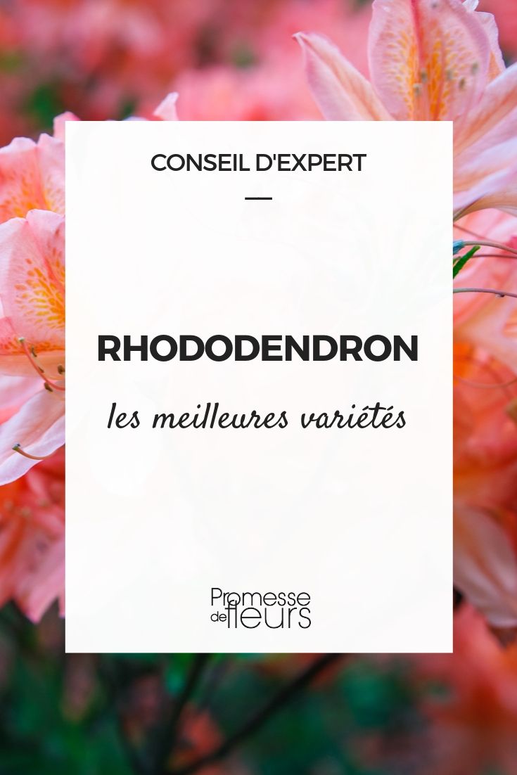 Les meilleurs rhododendrons