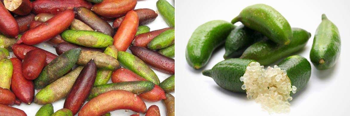 Les fruits du Citron caviar, Citrus australasica