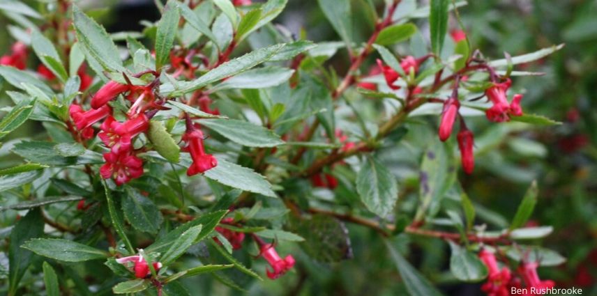 escallonia red carpet