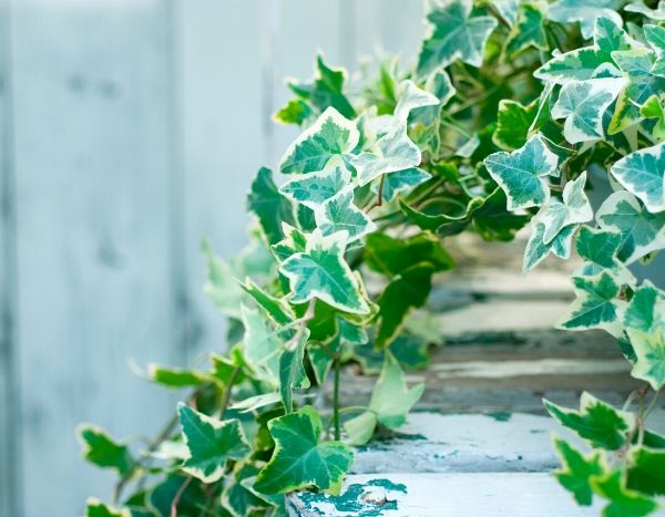 hedera