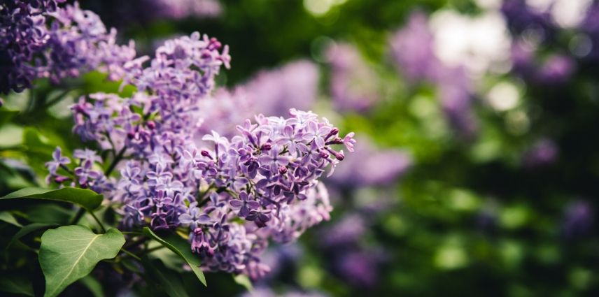 lilas-comment tailler