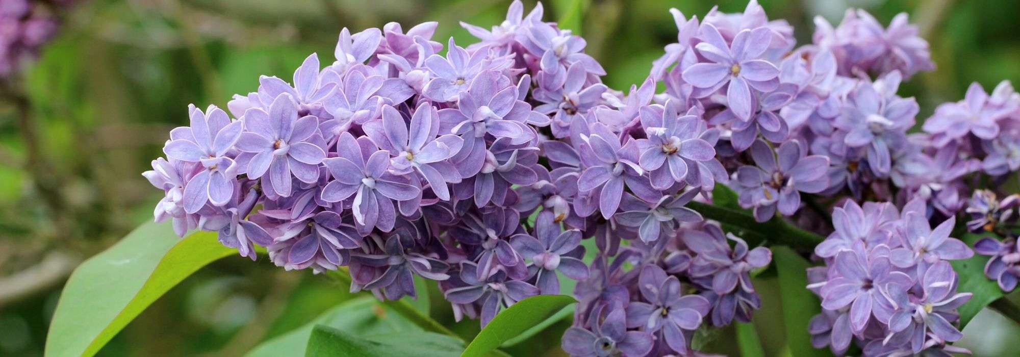 Taille du lilas ou Syringa : quand et comment bien tailler votre arbuste ?