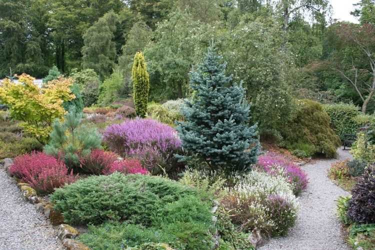 Conifères en massif