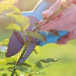 Quand tailler les rosiers ?