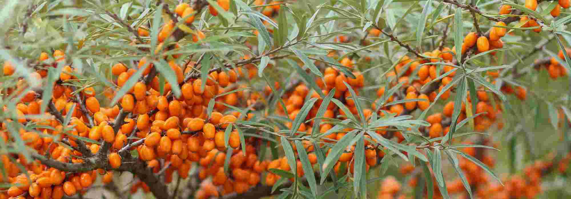 7 arbustes à feuillage gris argent qu'il faut avoir dans son jardin